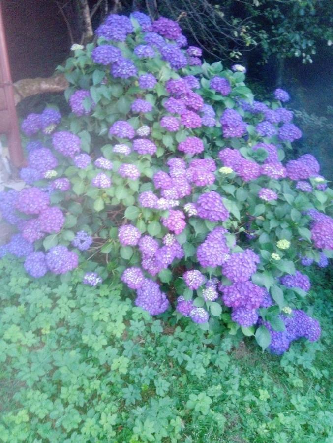 Holiday Home Vesna Brod na Kupi エクステリア 写真
